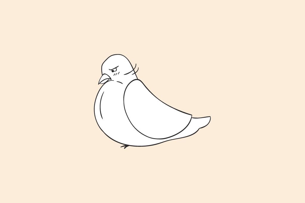 a white pigeon in a serious mood